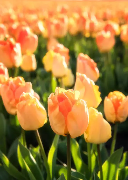 Photo of Spring flower background, blossoming yellow tulip in sunlight