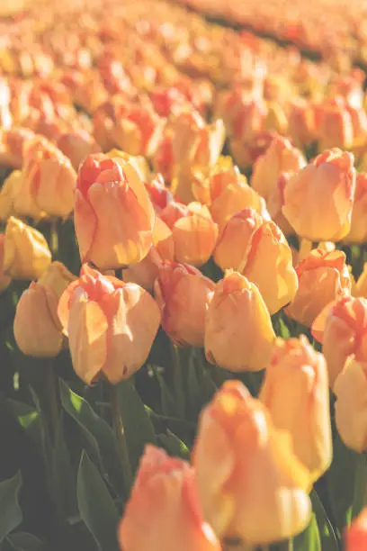 Photo of Spring flower background, blossoming yellow tulip in sunlight