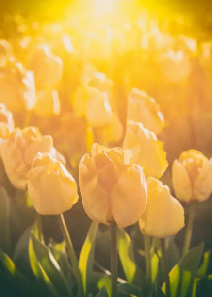 Photo of Spring flower background, blossoming yellow tulip in sunlight