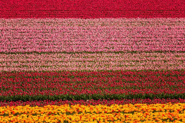 Photo of Tulip field nature abstract background, aerial view, Netherlands