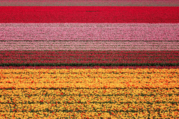 Tulip field nature abstract background, colorful flowers, aerial view, Netherlands