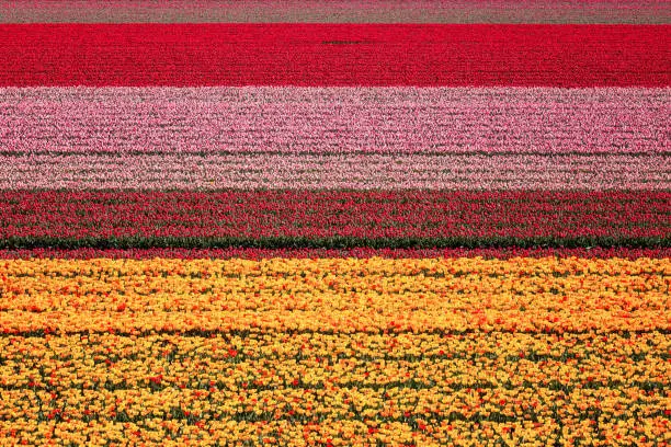 Photo of Tulip field nature abstract background, aerial view, Netherlands