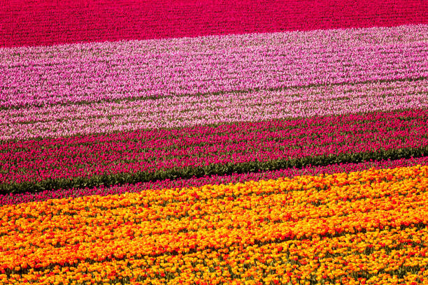 Tulip field nature abstract background, colorful flowers, aerial view, Netherlands