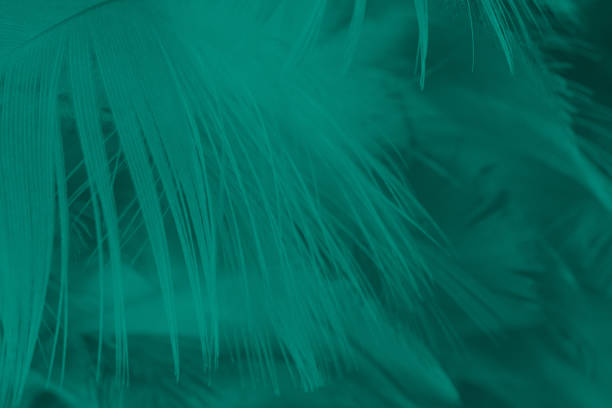 istock Beautiful green florida keys colors tone  feather texture background 917266136