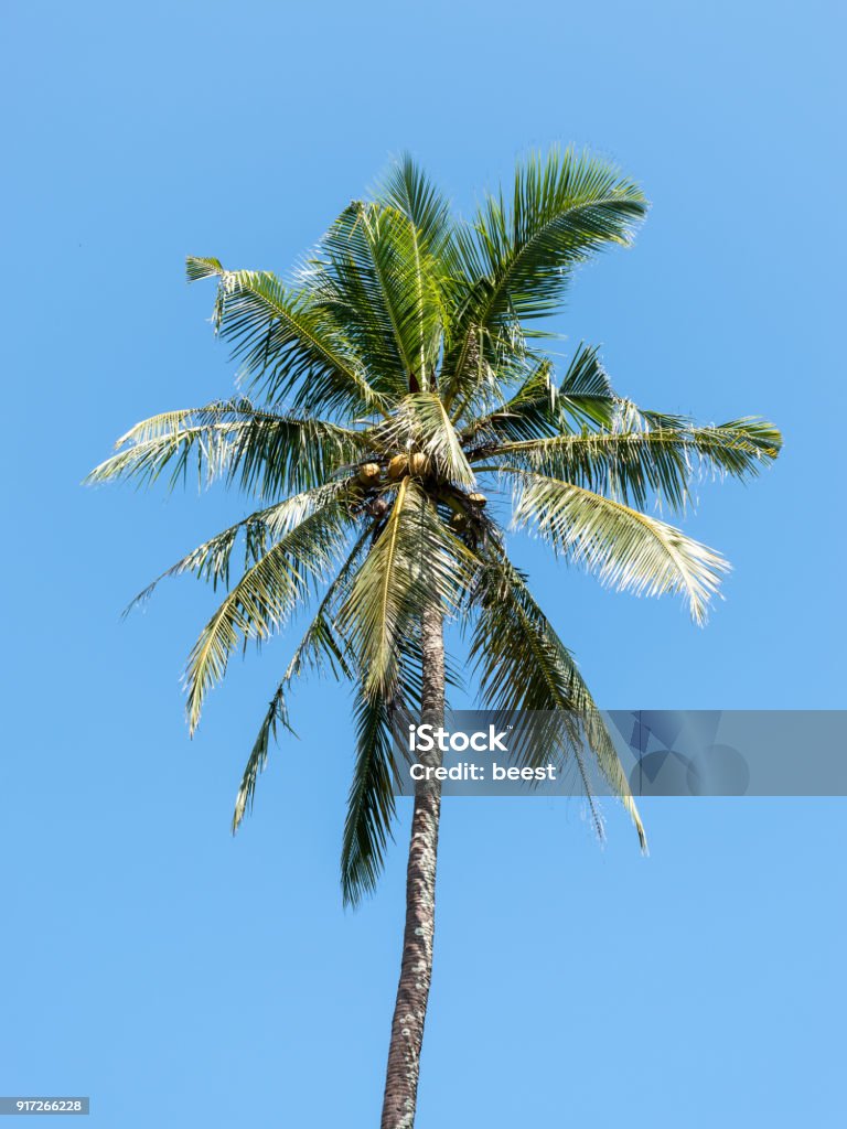 palmiye ağacı içinde mavi gökyüzü karşı tropikal plaj - Royalty-free Ada Stok görsel palmiye ağacı içinde mavi gökyüzü karşı tropikal plaj - Royalty-free Ada Stok görsel
