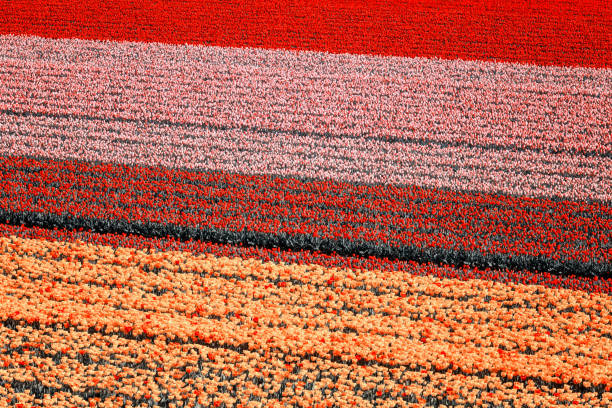 Tulip field nature abstract background, colorful flowers, aerial view, Netherlands