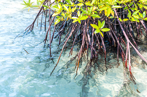root of mangrove tree in blue water with sea wave for background