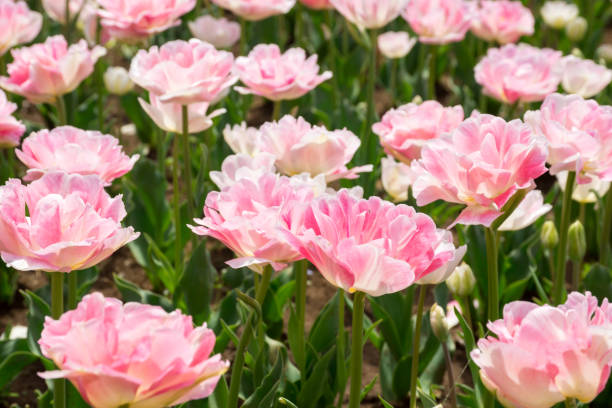 istock Colorful tulips. Tulips in spring. 917266750