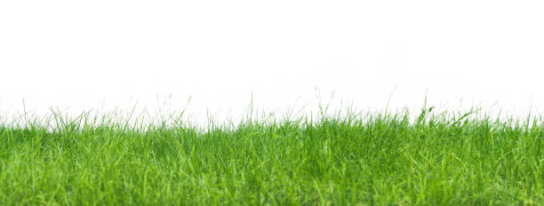 istock Green grass panorama isolated on white background. Fresh spring lawn 917269268