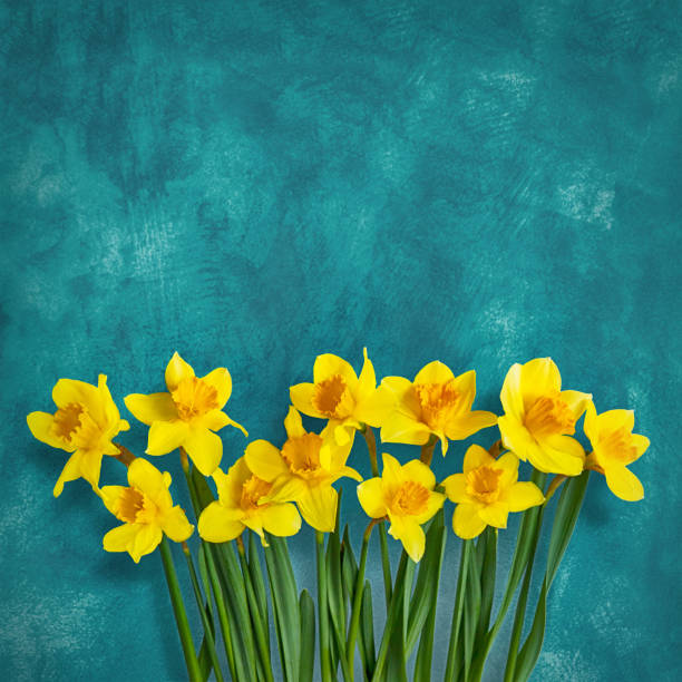 istock Amazing background with Yellow flowers daffodils 917269590