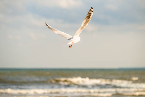 istock black headed gull flying deep over the Baltic sea 917269628