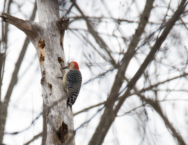 istock Red-bellied woodpecker 917270228