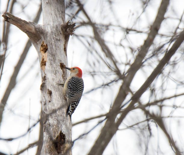 istock Red-bellied woodpecker 917270230