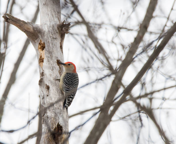 istock Red-bellied woodpecker 917270234