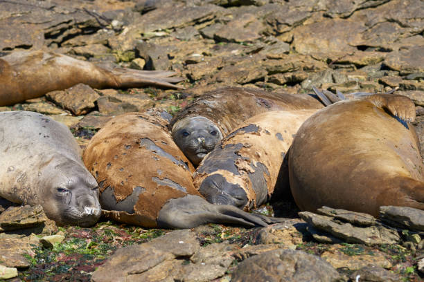 istock Southern Elephant Seals moulting 917273066