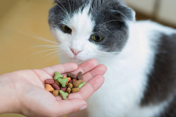 istock The cat eats the food from the owner's hand 917273070