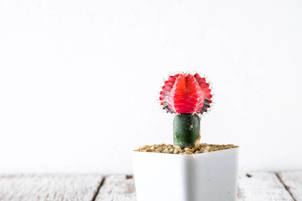 istock succulents or cactus in concrete pots over white background on the shelf 917273918