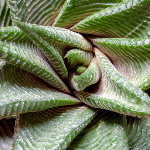istock abstract background textuer of Cactus succulent plant 917276190