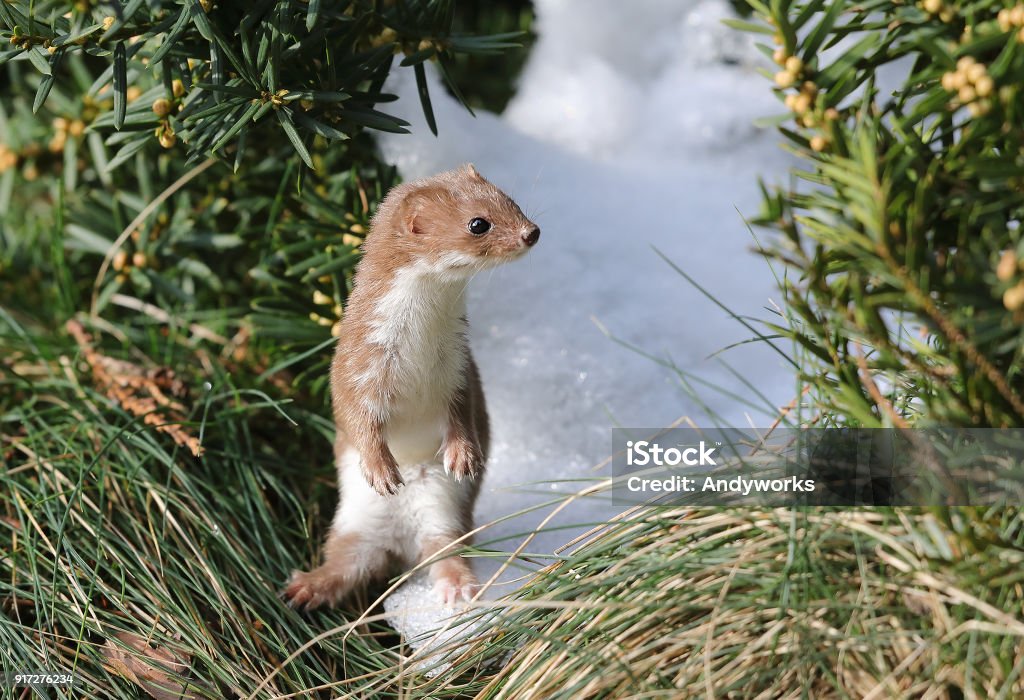 Funny least weasel (Mustela nivalis) in winter Funny least weasel (Mustela nivalis) sitting in snow. Least Weasel Stock Photo