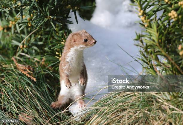 Funny Least Weasel In Winter Stock Photo - Download Image Now - Least Weasel, Weasel, Animal