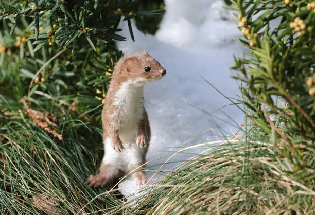 Funny least weasel (Mustela nivalis) sitting in snow.