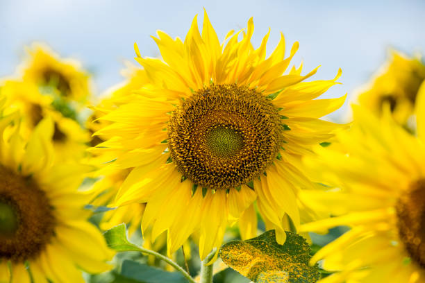 istock sun flower garden 917276920