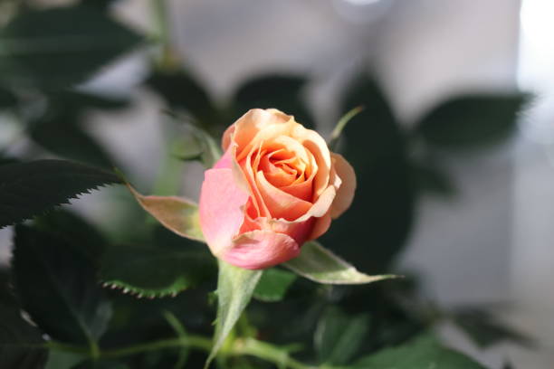 istock flower in Japan 917279418