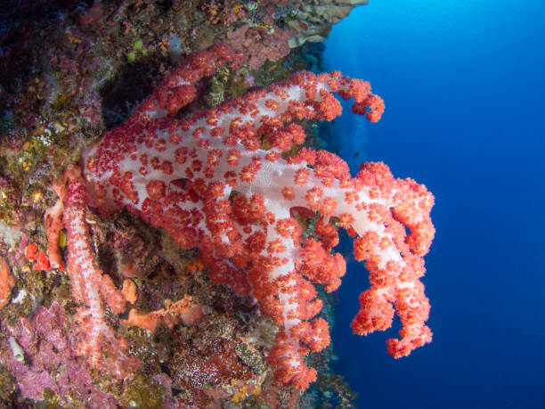 istock Close-up of a coral 917279710