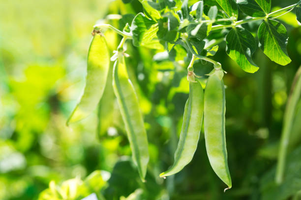istock green pea in a garden 917280226