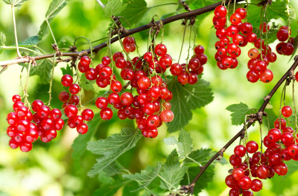 ripe red currant in a garden branch of ripe red currant in a garden currant stock pictures, royalty-free photos & images