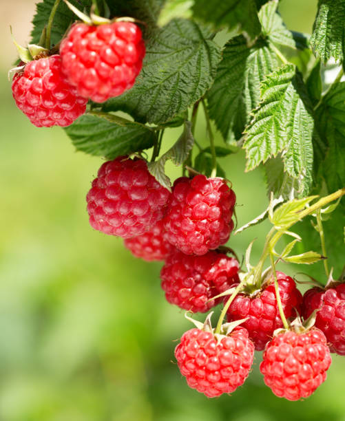 ripe raspberries in a garden