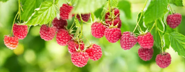Photo of branch of ripe raspberries in a garden
