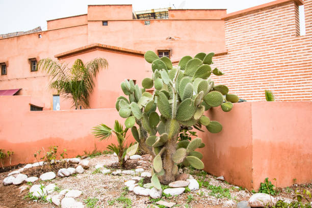 Cactus in urban garden in Marrakesh,Morocco.