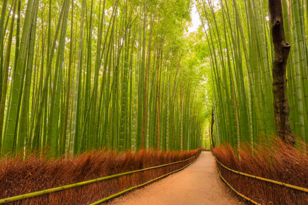 istock Small path through Bamboo grove in autumn, Kyoto, Japan. 917284264