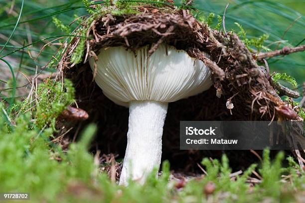 Seta Romper A Través De Tierra En Otoño Foto de stock y más banco de imágenes de Empujar - Empujar, Seta, Alimento