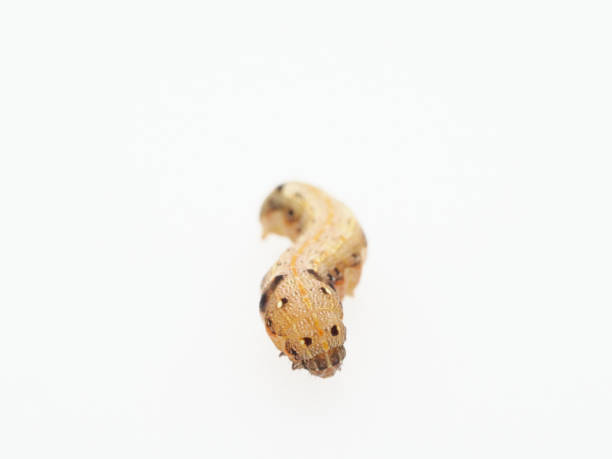 istock Brown and black worm or caterpillar isolated on white background 917287838
