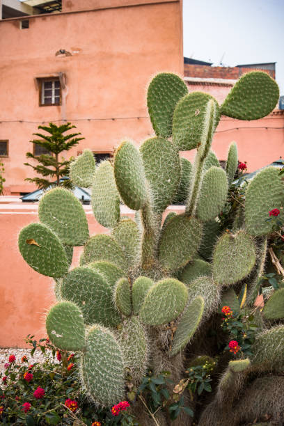 Cactus in urban garden in Marrakesh,Morocco.