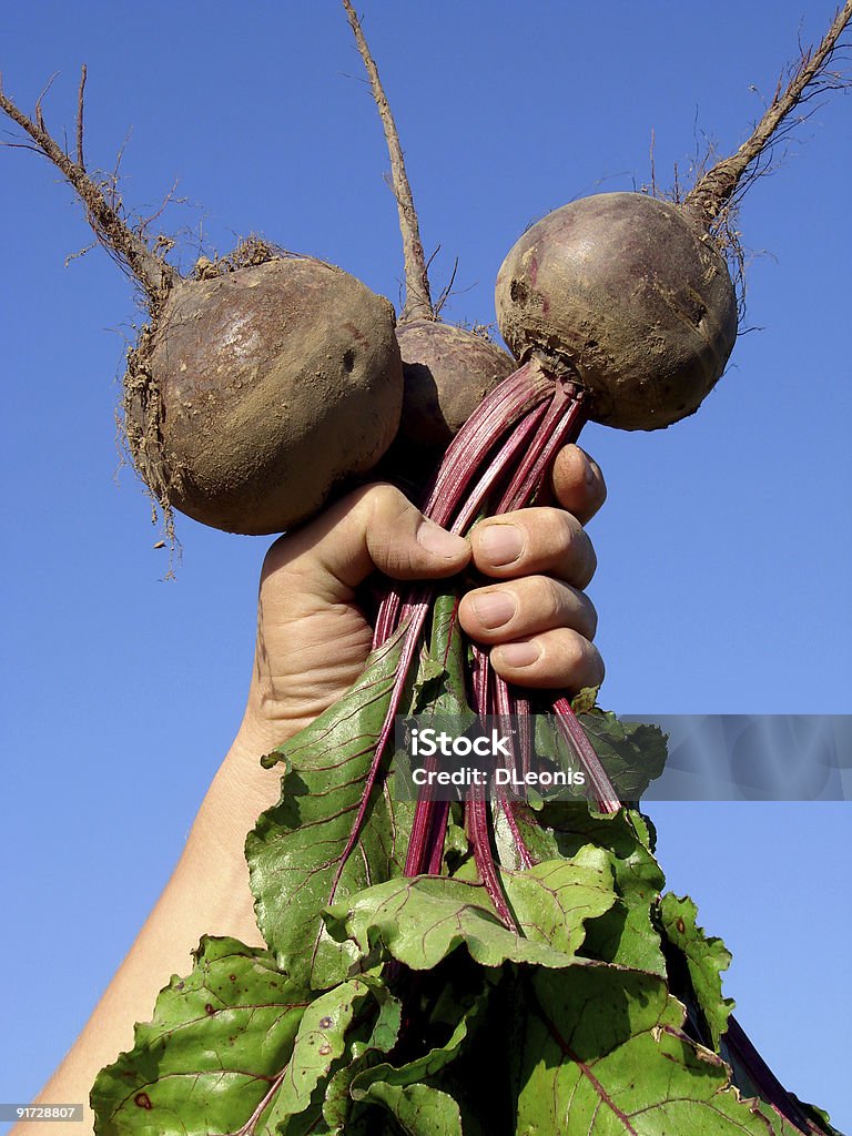 Main avec beetroots - Photo de Agriculteur libre de droits