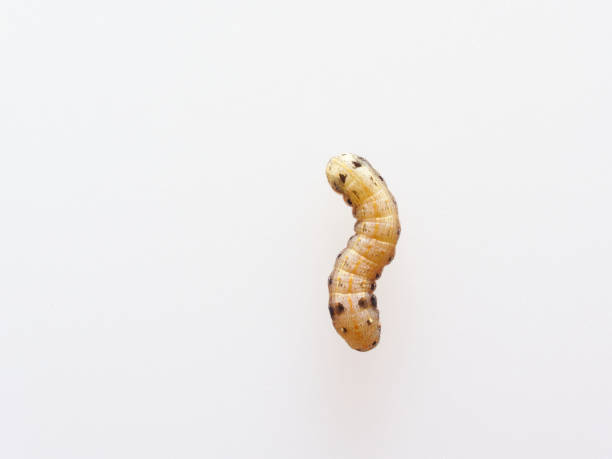istock Brown and black worm or caterpillar isolated on white background 917288210