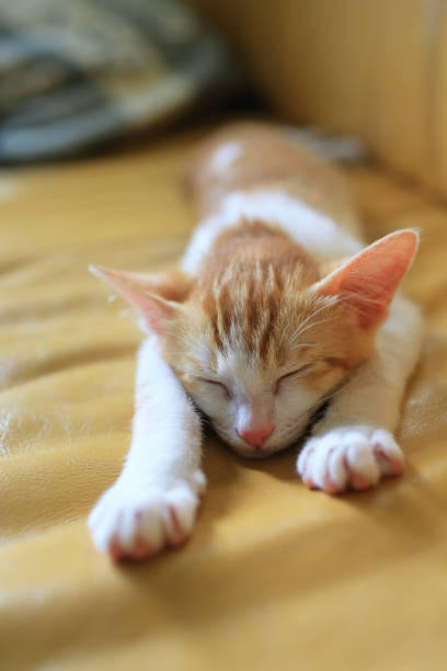 istock sleepy cat in the room 917290742