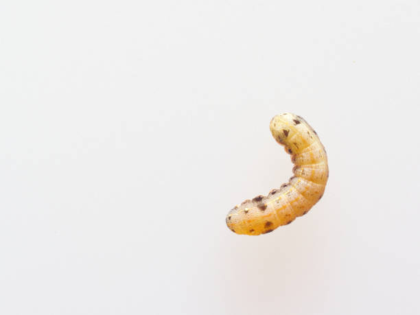 istock Brown and black worm or caterpillar isolated on white background 917290764