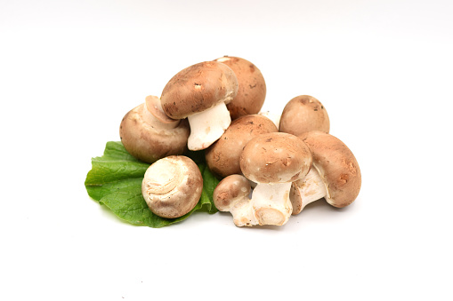 Little brown mushrooms arranged on a seamless white background.