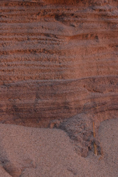 istock Closeup Sand Texture Background with Fine Grains and Sea Shells 917291598