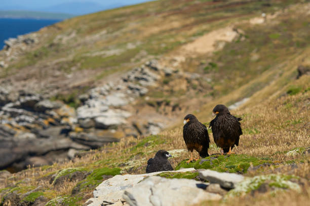 istock Pair of Striated Caracara with their chick 917294856