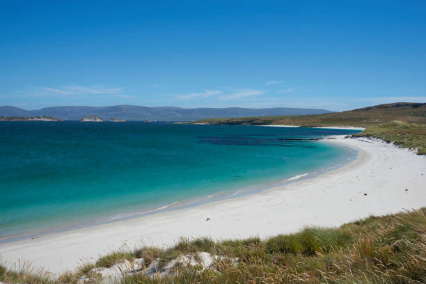 istock Leopard Beach in the Falkland Islands 917295080