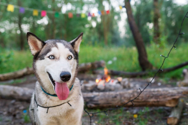 istock Husky dog in forest with bonfire. 917295106