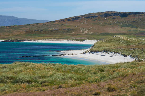 istock Leopard Beach in the Falkland Islands 917295254