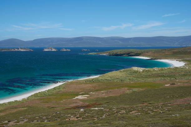 istock Leopard Beach in the Falkland Islands 917295264
