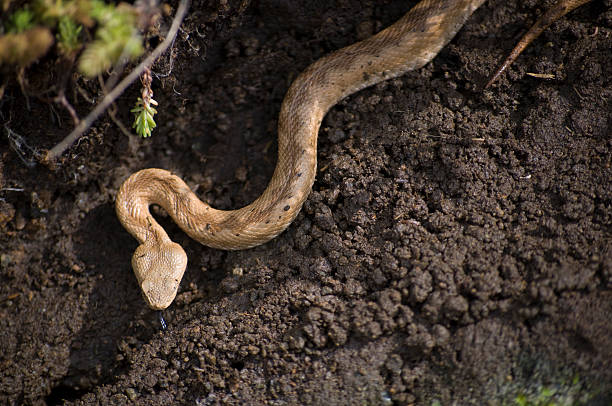 Cтоковое фото Vipera ammodytes