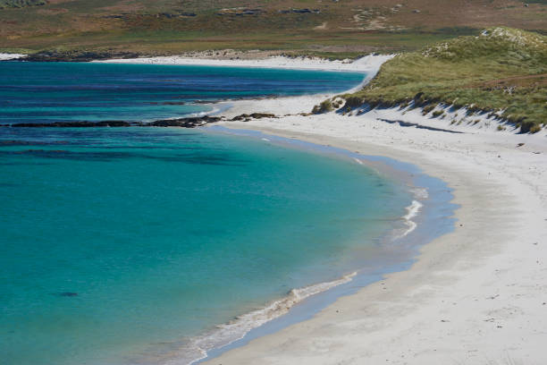 istock Leopard Beach in the Falkland Islands 917295386